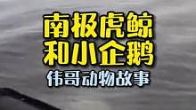 企鹅在虎鲸追捕中居然跳上了船只求助人类？结局令人意外和不解！#动物世界 #万物皆有灵性 #虎鲸 #企