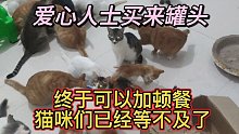 爱心人士买来罐头，终于可以加顿美餐，馋猫咪们已经等不及了
