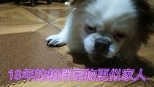 18年的宠物更似家人，能相遇好主人也是宠物的福气