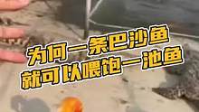 为什么一条巴沙鱼就能喂饱一池子鳄鱼呢？#鳄珍 