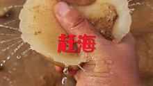 大海退潮赶海抓海鲜 