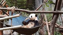 #国宝不愧是国宝  #爱护大自然爱护动物  #国宝熊猫