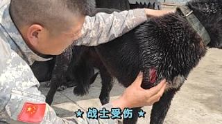 他的名字叫小狗子，是这次受伤最严重的一条战士。 #护农犬 #我为农民保驾护航 #户外