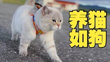 把猫猫养成了狗狗，是种什么体验～