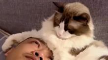 猫咪喜欢抱着男主人的头睡觉 #奇妙动物