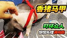被20公分狗头咬到手指，小香猪穿上性感马甲，受到惊吓原地起飞