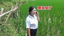 小纯去田里面看水，发现了什么不好的？赶紧打电话给妈妈说情况