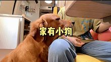 狗子的小片段 删了可惜 做个合集 #房车生活 #独居 #金毛