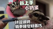 新到家上手的小奶蜜，针管喂羊奶粉，躺在手上睡觉好乖巧可爱