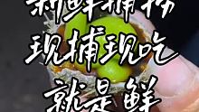 #渔民生活实拍  #带着快手去捕鱼  #户外赶海抓海鲜 @快手创作者中心(O3xrgtux2ehry