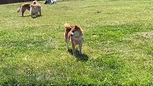 当社恐柴犬来到狗狗公园.....