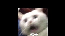 【初兽猫】桥豆麻袋 猫猫怎么总感觉这个男孩子怪怪的