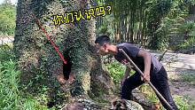 村口有一长长的生物，存在安全隐患，小伙寻找后，发现古树下东西