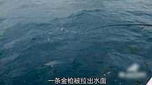 巨型石斑不断截胡鱼获，惹恼钓手发誓要报仇 #海钓  #海钓船钓  #矶钓