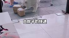 快递大叔喊了一声白胖子的快递，人家就开心的蹦蹦跳跳的跑过去拿了，目测应该是它的粉丝给它寄的零食。#萌