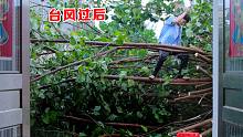台风把阿聪家几十年老树推倒，前门后门都被挡住，寸步难行
