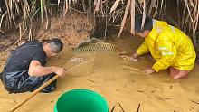 山塘脚下发现一个水坑，小伙说藏着很多鱼，把水舀干抓得真过瘾