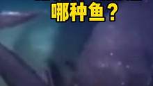 日本深海发现的新物种到底是哪种鱼？ #海洋生物 #深海生物 #奇异动物召集