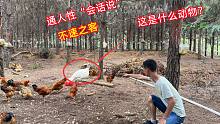 姑爷山场来了一只不速之客，听说通人性“会说话，拍给大家看一看