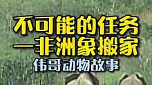 不可能的任务—如何给闯入村庄的非洲象群搬家呢？#动物世界 #万物皆有灵性 #野生动物零距离