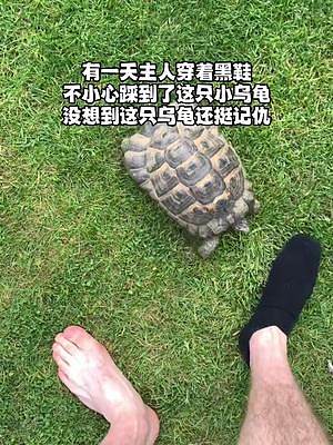 小乌龟自从被黑鞋踩过一脚后，看见黑鞋就会攻击！