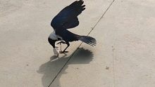 乌鸦的战斗力有多强，看乌鸦捕食活老鼠！