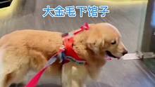 大金毛以熟卖熟，以为自己带了碗人家就要给它吃的。
