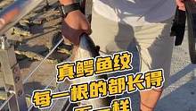 真鳄鱼纹每一根都长得不一样#鳄珍