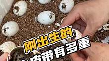 你们猜猜刚出生的鳄鱼有多重？猜对了有奖励！#鳄珍 