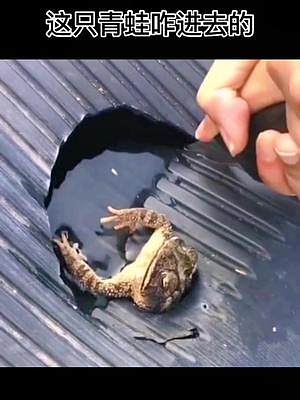 青蛙被卡住了太搞笑了#搞笑视频 #看一遍笑一遍 #意不意外 #青蛙 #神奇动物在抖音 