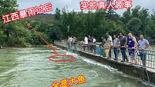江西暴雨过后，水库水位上升，大鱼从40米坝口摔下，村民直接捡漏
