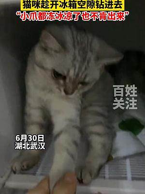 6月30日湖北武汉，到底是多热的天让#小猫咪不想离开冰箱？