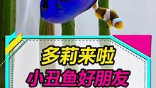 尼莫、马林和多莉都到了，感觉怪怪的，晚上会不会有鱼光临我家...#水族 #小丑鱼 #海水鱼 #奇异动