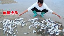 台风过后鱼蟹成群，水坑里搁浅108条鱼还有13只螃蟹，直接爆桶啦
