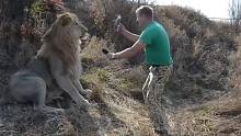 狮子闹脾气不愿梳毛，饲养员直接一巴掌下去，接下来憋住别笑！