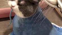 洗澡神器猫袋，再也不用去宠物店花重金洗澡了哦，剪指甲也可以一起完成啦#宠物好物推荐