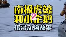 企鹅在虎鲸的追逐中跳入船只，结果令人震惊和感动？#万物皆有灵性 #虎鲸 #企鹅