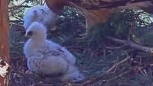雕妈终于给二毛喂食了，它有活下去的希望了（靴隼雕育雏，直播视频截取，持续更新中）#靴隼雕育雏#动物世