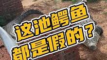 这池鳄鱼都是假的#鳄珍 