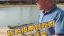 你的皮带只吃肉，不吃蔬菜#鳄珍