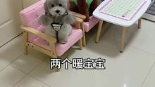 #萌宠 #我家毛孩子 #宠物吃货 这俩前一秒还很暖，后一秒胖子又翻脸了…