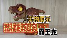 恐龙滚滚01弹：霸王龙实物展示！