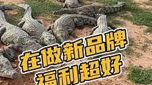 在做新品牌福利超级好#鳄珍 