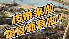 皮带来了粮食就有了#鳄珍 