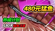 480元买了20条猛鱼苗，放入1.5米大缸从小养，180天必须收货猛鱼