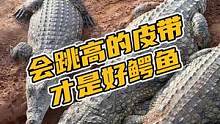 会跳高的皮带才是好鳄鱼#鳄珍 