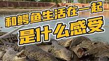 和鳄鱼生活在一起是什么感受#鳄珍