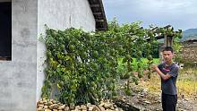 奶奶花3元买了一棵果树苗，如今长到300米长，挂果量很惊人