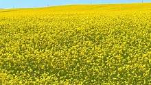 这一块金黄油菜花田。 我不知道两天能不能走到头。在中国也是我本人见过最大的，一块油菜花田了