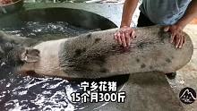 散养14个月的花猪300斤，这才叫土猪肉，6070后的人都喜欢，真香